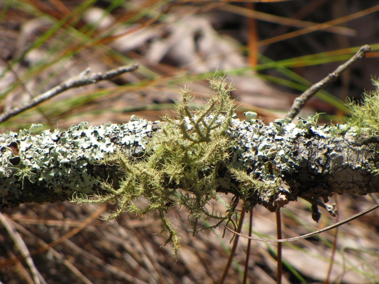 a long green tree nch with moss growing on it