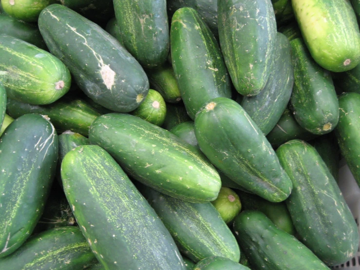 large pile of cucumbers with small green ones