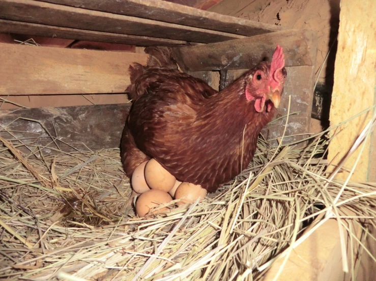 an egg laying in its nest inside a building