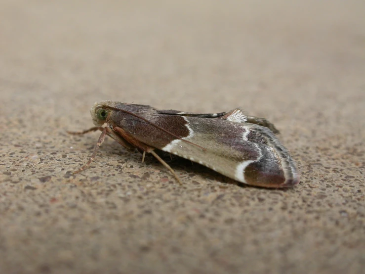a moth on the sand is eating a snack