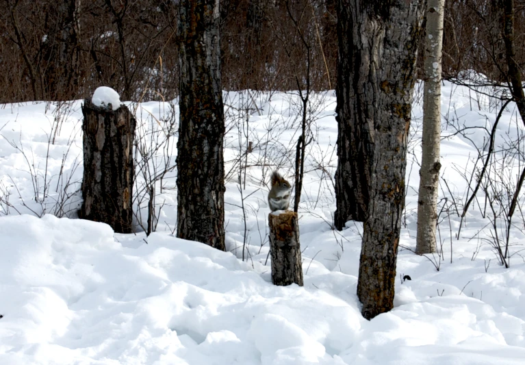 some trees snow and some snow rocks