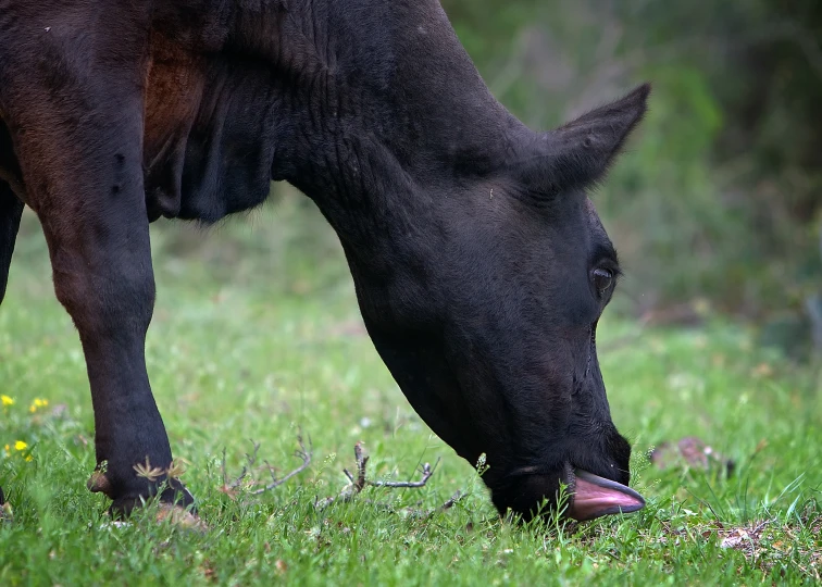 a bull eating grass with his tongue in it's mouth