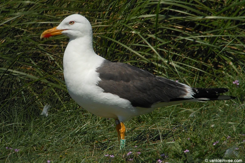 a seagull standing in the tall green grass