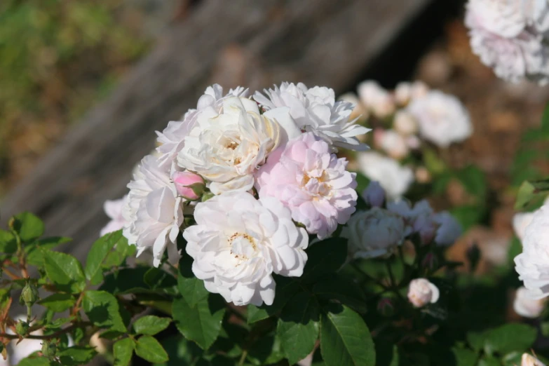 many white flowers are on the bush near a wooden board