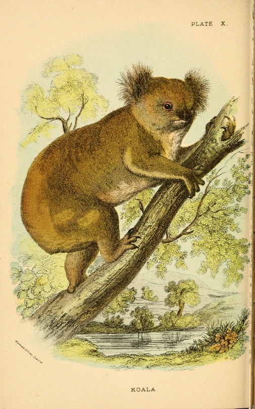 an illustration of a koala holding a nch in his left hand
