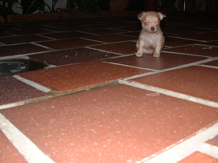 a small dog sitting on the floor in front of some tile
