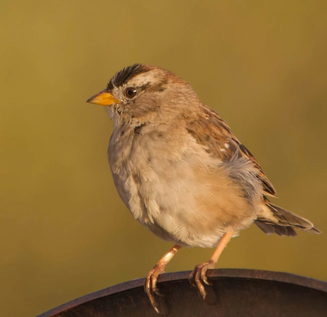 a small bird perched on top of a piece of metal