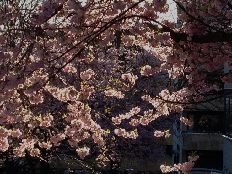 a cherry tree in blossom with pink flowers in the background