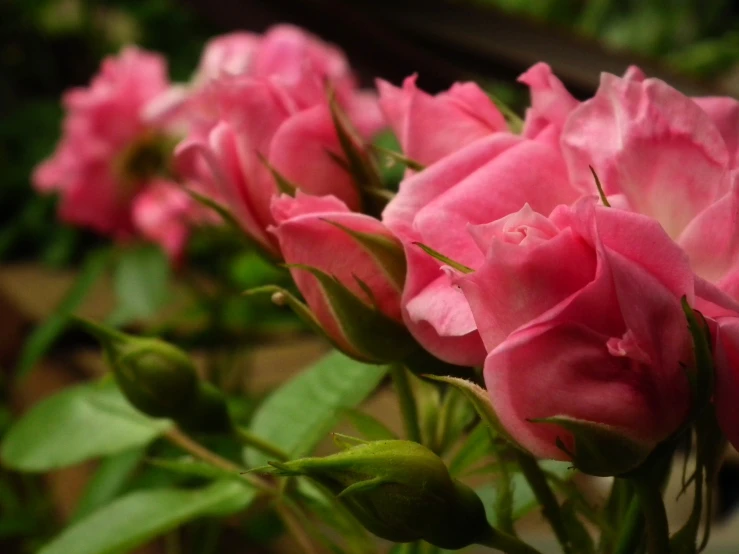 many pink flowers sitting in the middle of some leaves