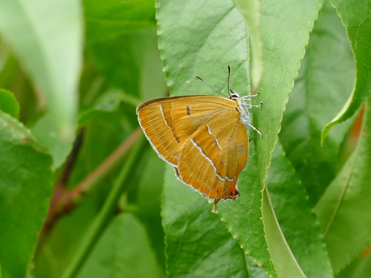 a small brown erfly perched on a green leaf