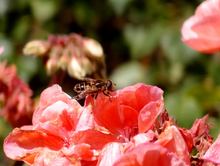 bee collecting pollen from a large bunch of flowers