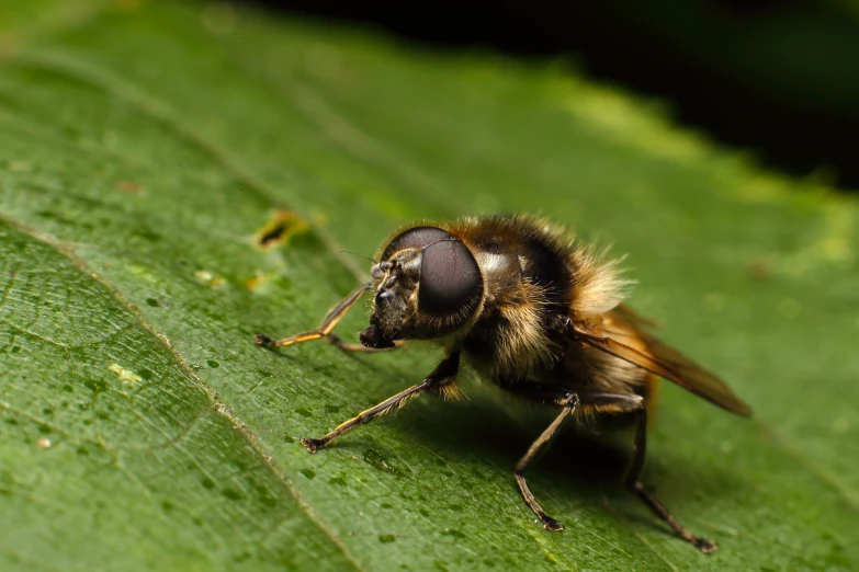 a large black and yellow bee is on a green leaf