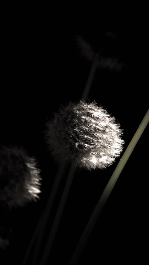 a group of very pretty flowers in the dark