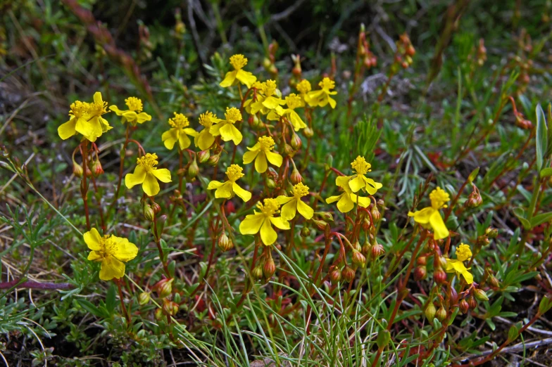 a group of yellow wild flowers in a grassy area