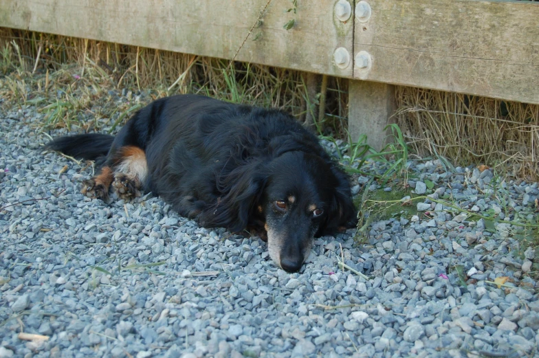 black dog laying on gravel next to cement bench