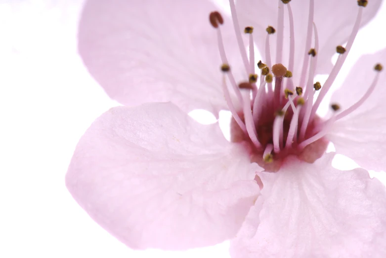 the middle part of a flower with white center