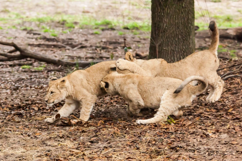 three lions playing together next to a tree