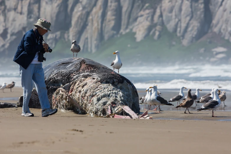 an old elephant that is sitting on the beach