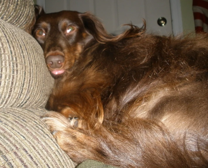 brown dog with long hair laying down on a couch