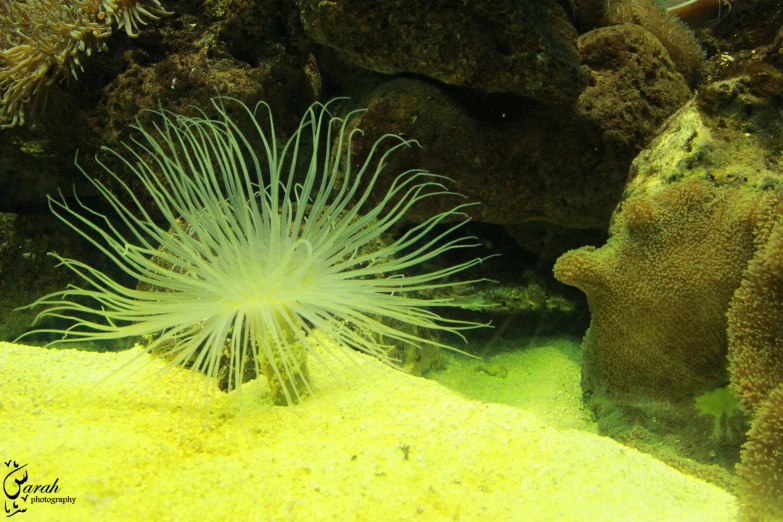 a sea urchin on an ocean bed with sponge