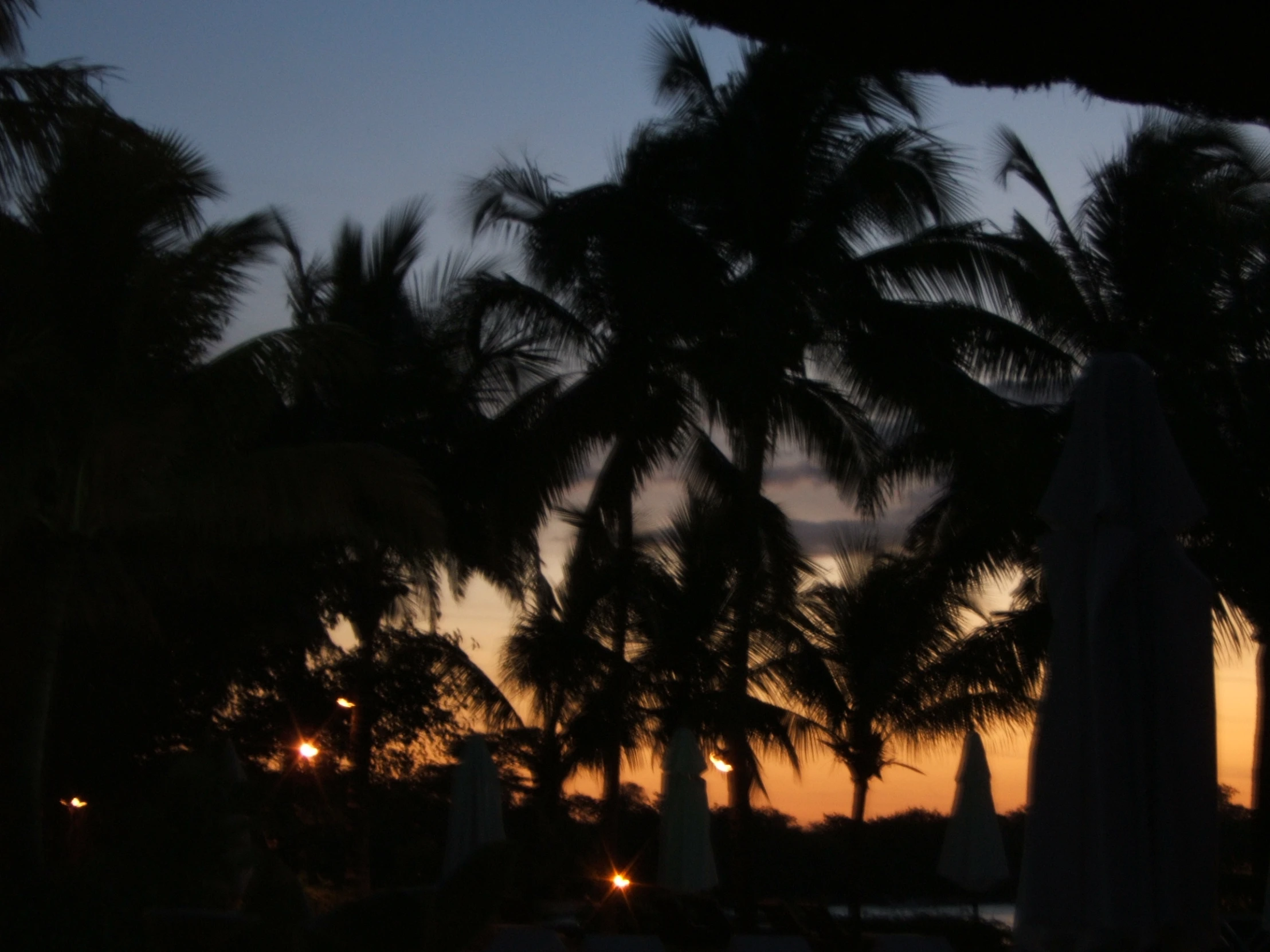 palm trees in the distance and a sunset