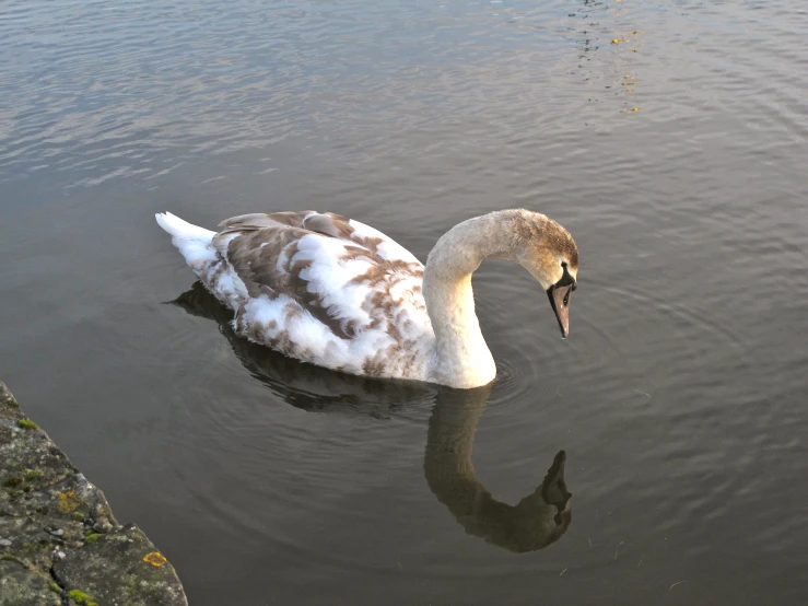 a swan floating on top of a lake with rocks