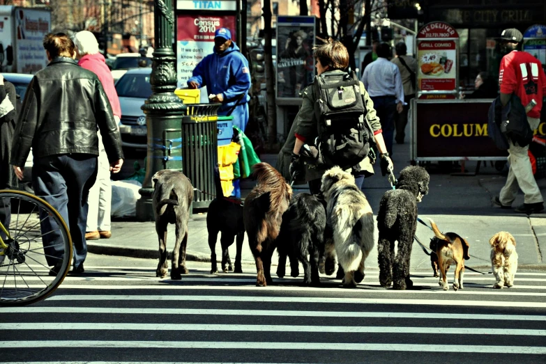 many dogs and people are crossing the street