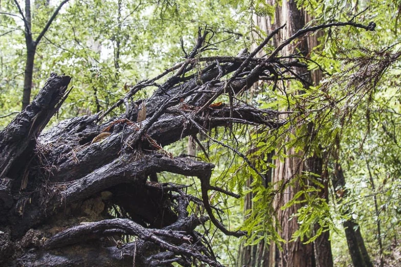 an old fallen tree in the forest on a sunny day