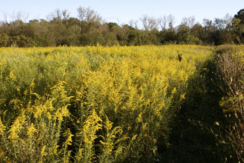 a path going through a field that has yellow flowers