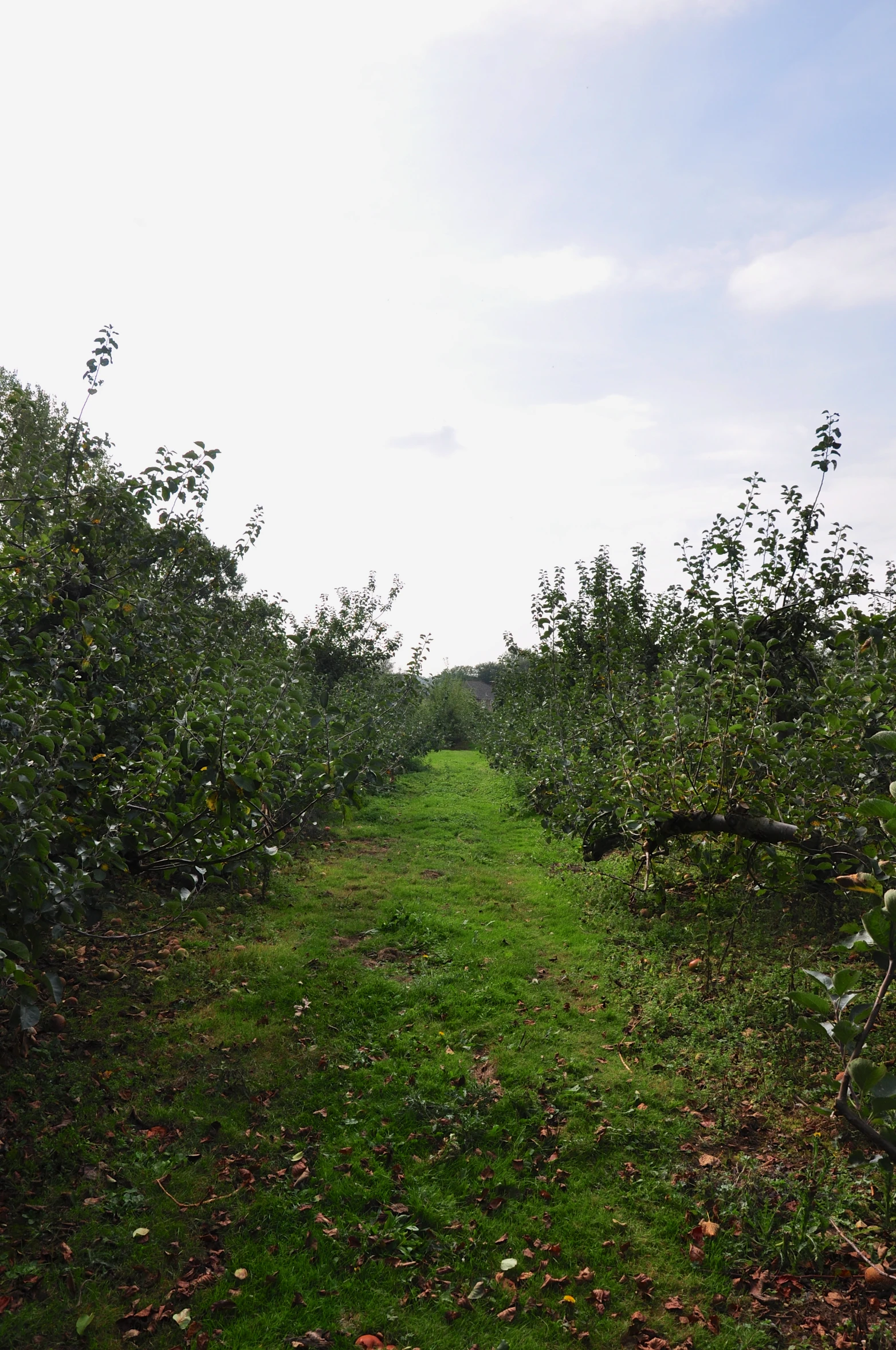 a path made of trees leading to an orchard