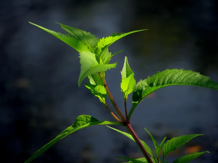 a small green plant with long stalks