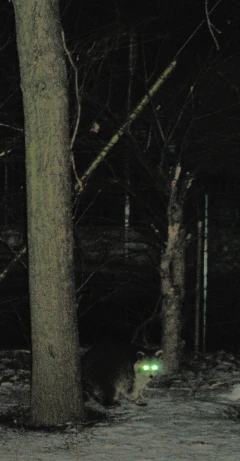 a couple of trees in the woods at night