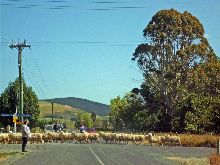 a herd of sheep walking down a street next to a tree