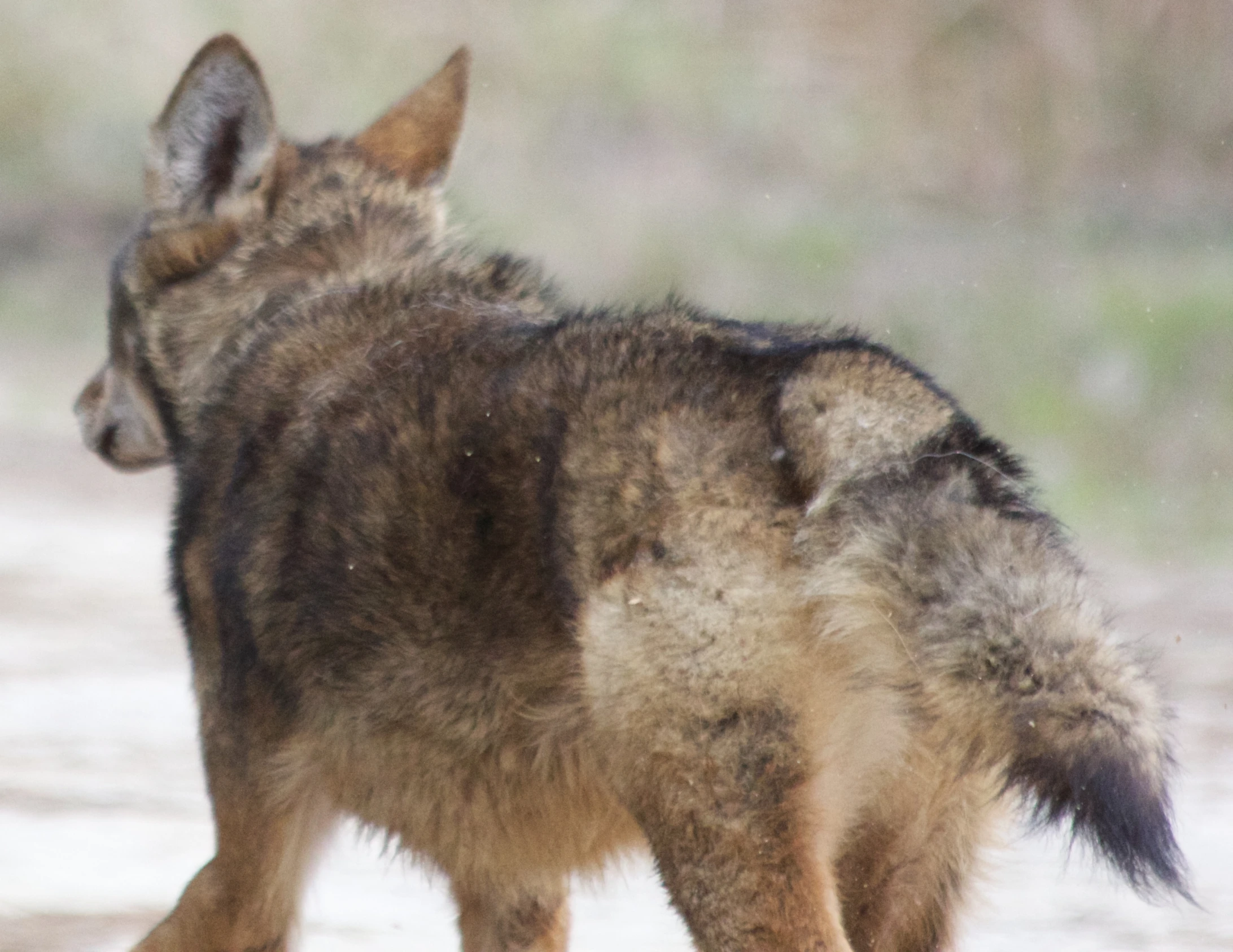 an animal standing on top of a sandy surface