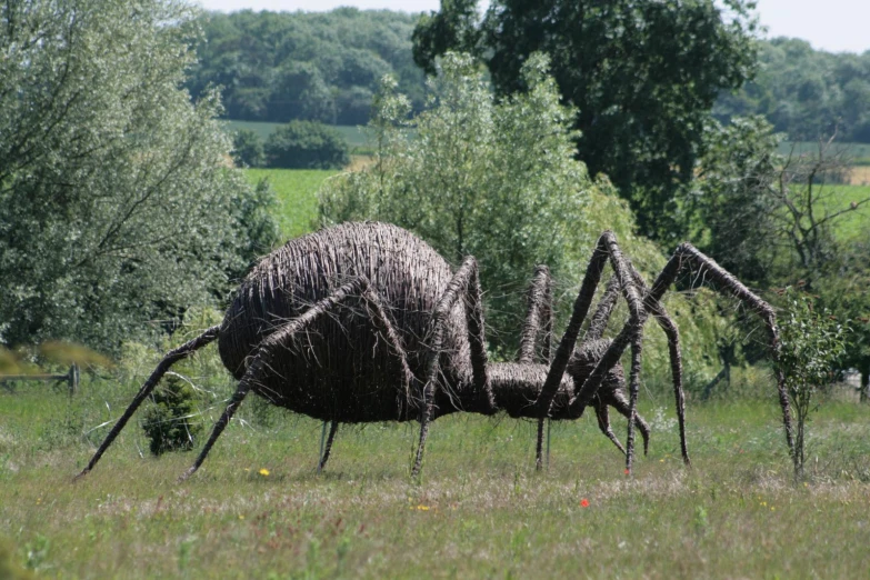 the large spider is in the field and is bending over