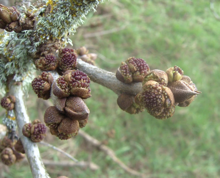 small cones growing on the nch of a tree