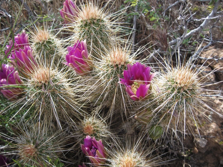 the prick with its large pink flowers grows among the vegetation