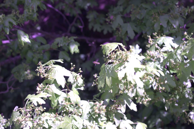 a blurry image of nches and leaves outside