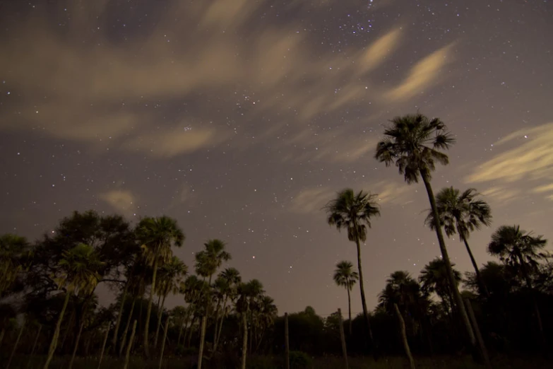 the night sky with a lot of stars above palm trees