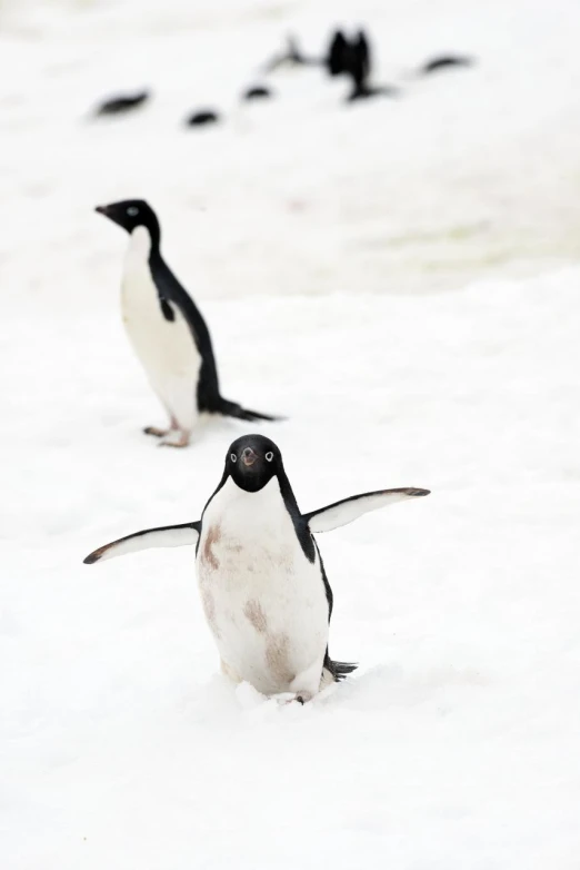 two small penguins walking in a snowy field