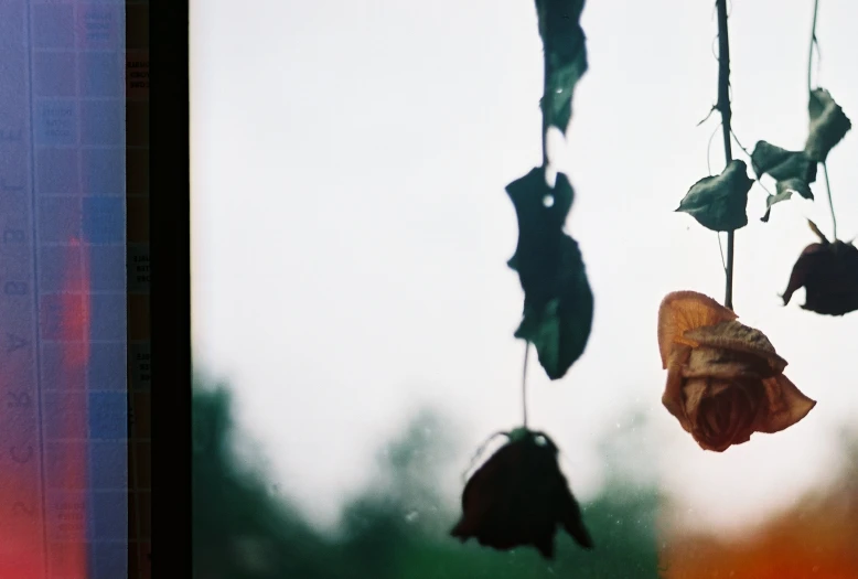 two dried leaves hanging from a string