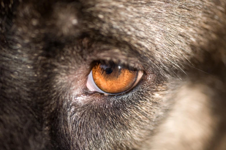 an animal's brown eye looks very close up