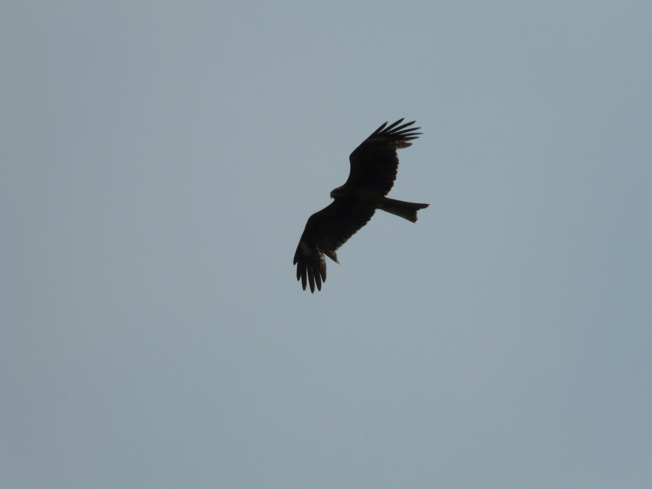 a large bird flying in the sky next to it's landing gear