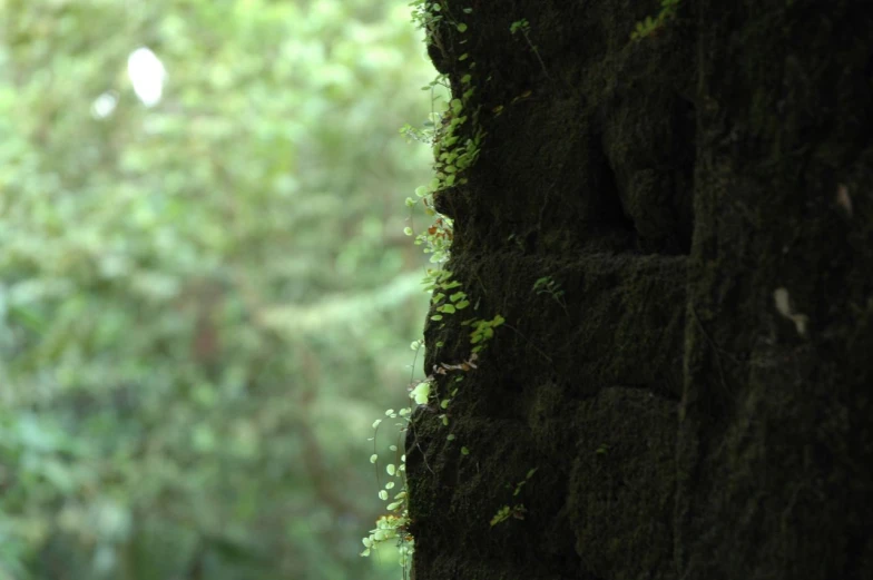 the side of a stone structure covered in lots of green moss