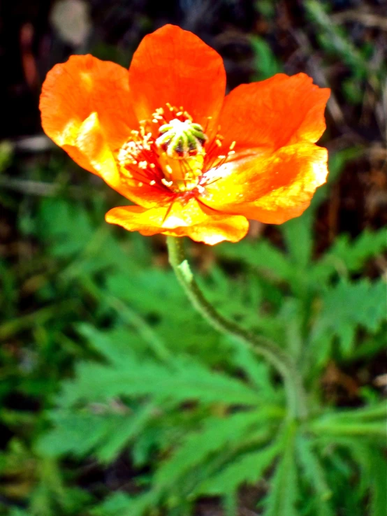 orange flower with green leaves in background