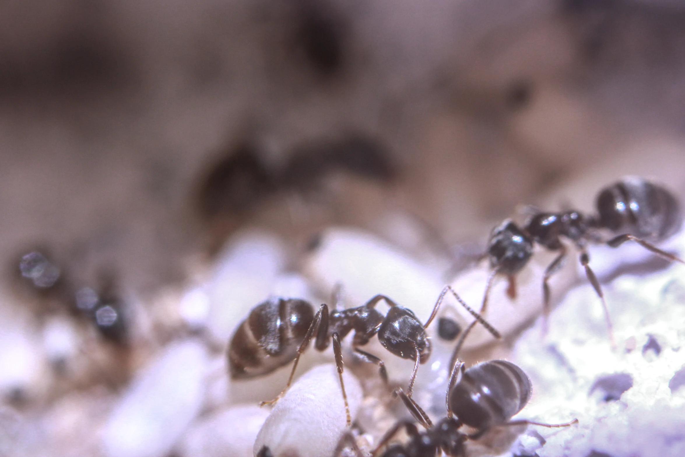 a close up image of some small ant bug together