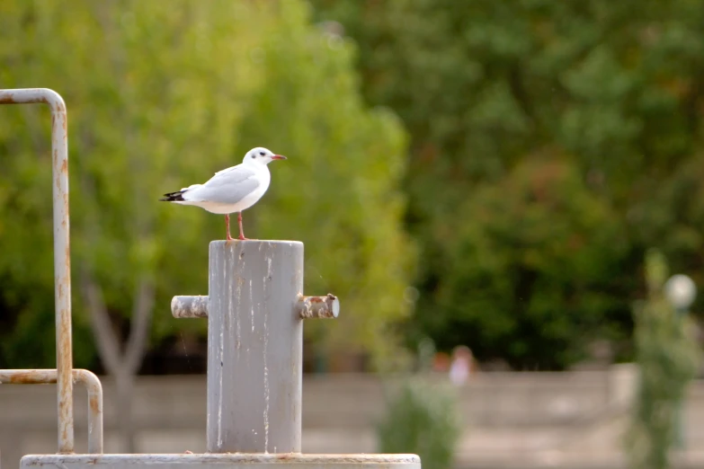 a bird standing on top of a metal pipe