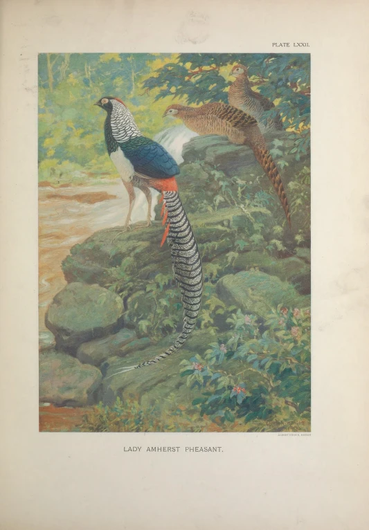 the peacock and the bird are standing in a field