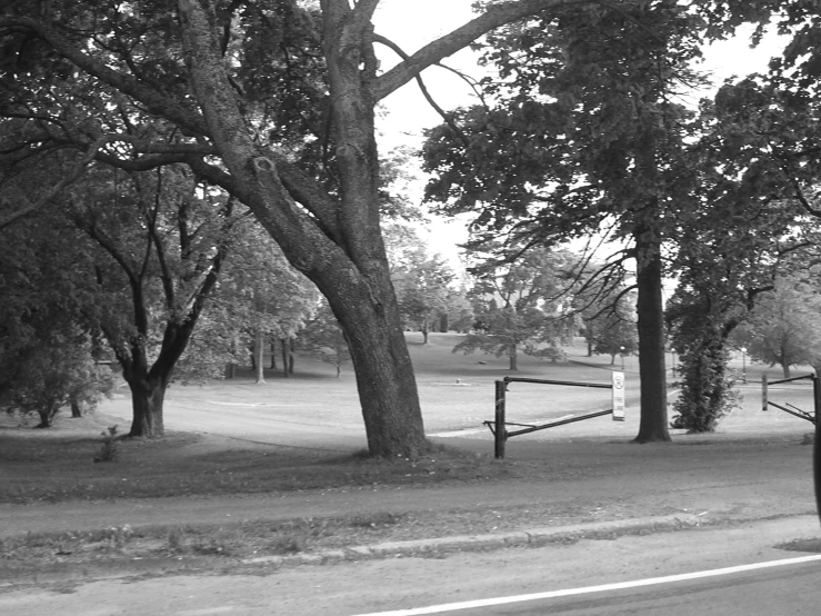 black and white pograph of a tree and fence