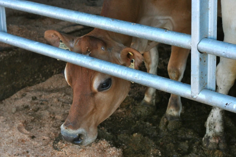 a couple of cows that are standing in the dirt